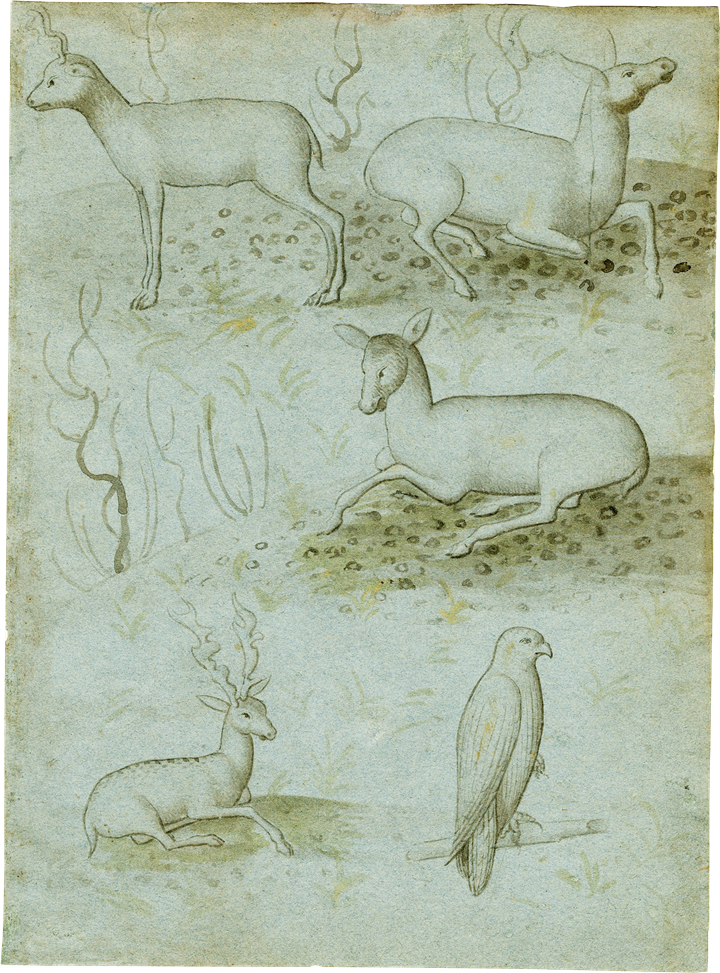 A Sheet from a Model Book with Four Studies of Deer and a Falcon